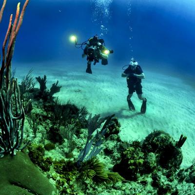 Scuba dive a coral reef