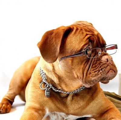 Bring my dog to work