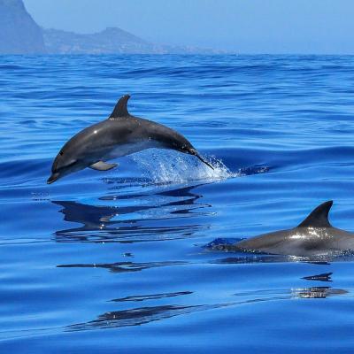 See dolphins swimming in the ocean