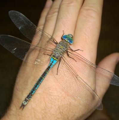 Hold a dragonfly