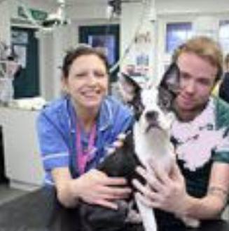 Volunteer in an animal shelter 