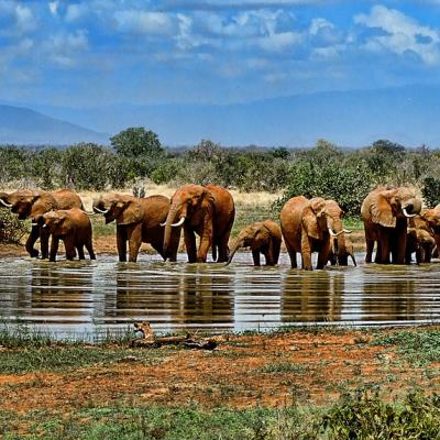 Watch elephants at a watering hole