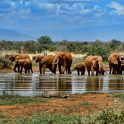 See elephants at a watering hole