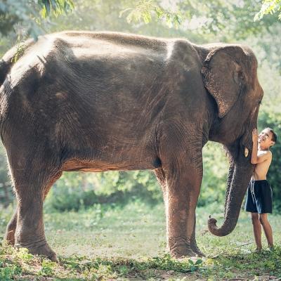 Hug an Elephant