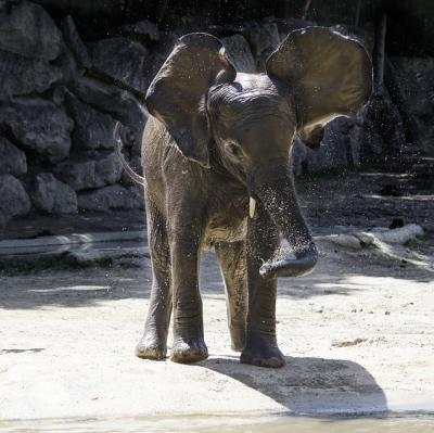 Visit an elephant orphanage