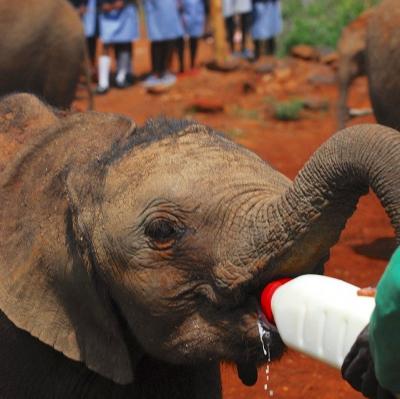 Feed a baby elephant