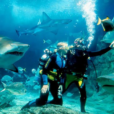 Dive With Sharks in an acquarium