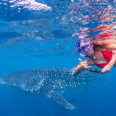 Swimming with a Whale Shark