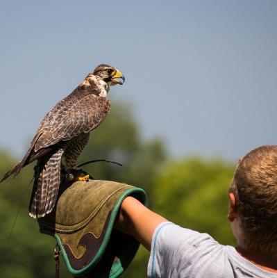 Falconry