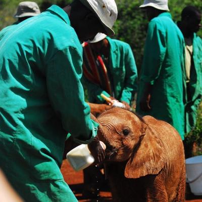 Feed baby elephants