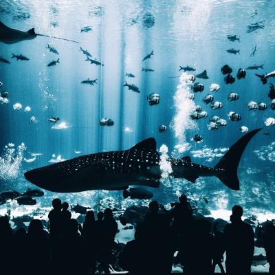 Sleep in an aquarium