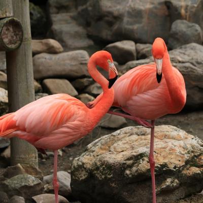 Feed Flamingos