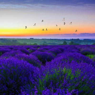 Walk through a lavender meadow