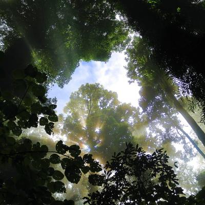 Walk through a rainforest