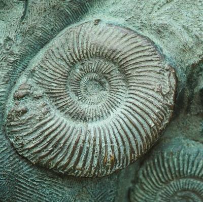 Find an ammonite fossil