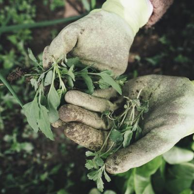 Learn gardening