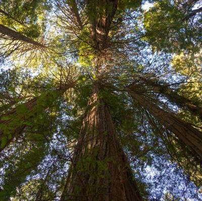 Hug a giant redwood