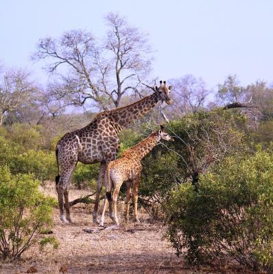 See a giraffe in the wild