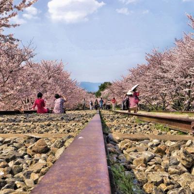 Experience Hanami in Japan