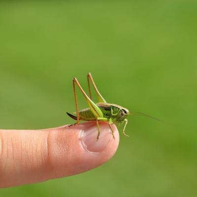 Hold a grasshopper on the end of my finger