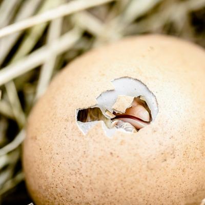 See a chick hatch