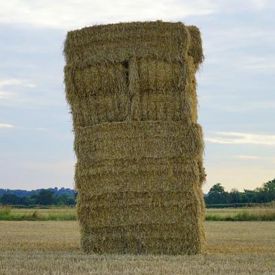 Find a needle in a haystack