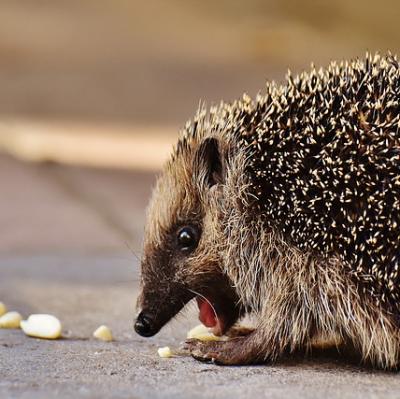 Feed a hedgehog