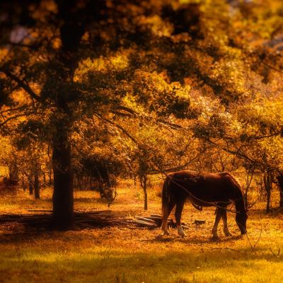 See wild horses in the New Forest