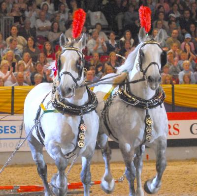 Go to The Horse of the Year Show