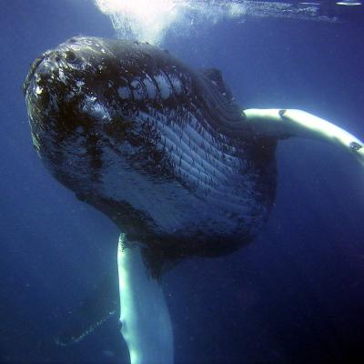 Swim with humpback whales