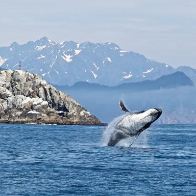 See a humpback whale in the wild