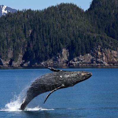See a humpback whale jump