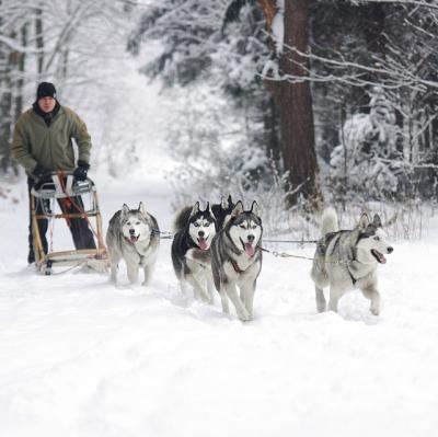 Ride a husky sled