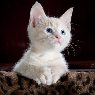 Adopt a kitten
