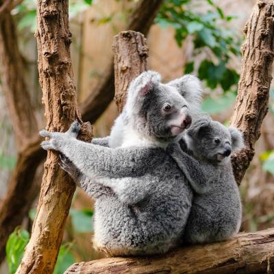 Cuddle a koala