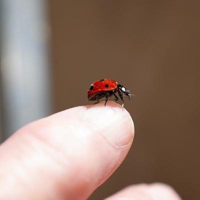 Hold a ladybird on the tip of my finger