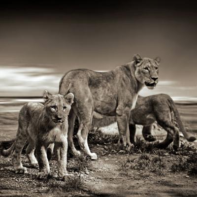 See lions in the wild