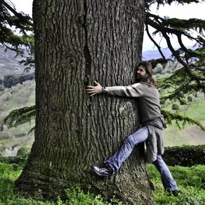 Hug a tree