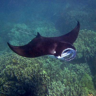 Swim with Manta Rays in the wild