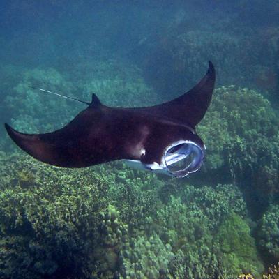 Swim with Mantaray
