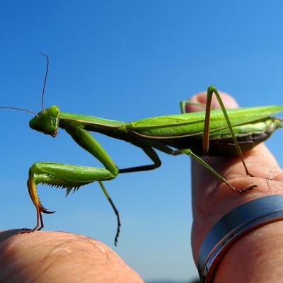 Hold a praying mantis