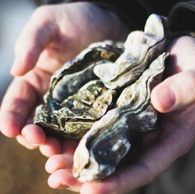 Shuck an oyster