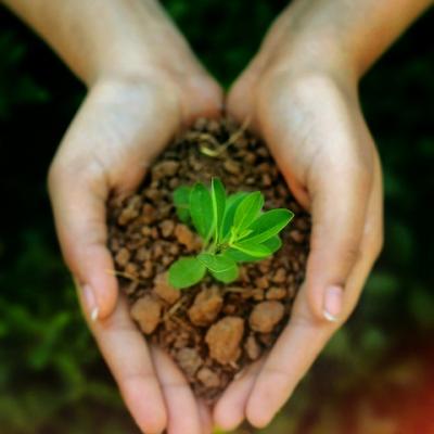 Grow something from a seedling