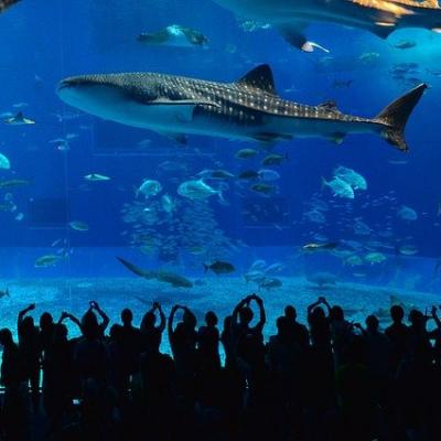 See a whale shark