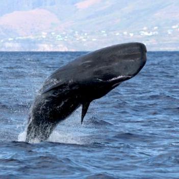 See a sperm whale