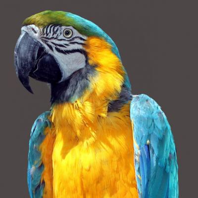 Have a conversation with a parrot