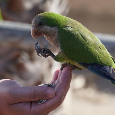Feed a bird on the palm of my hand