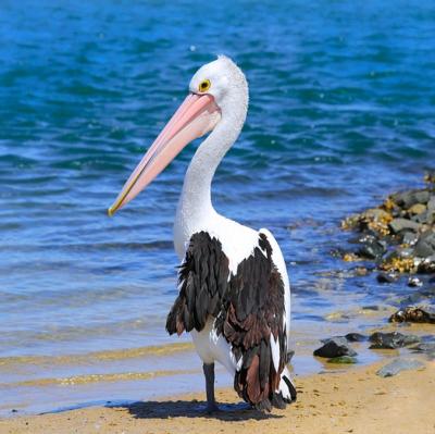See a pelican in the wild