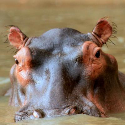 See a hippo in the wild