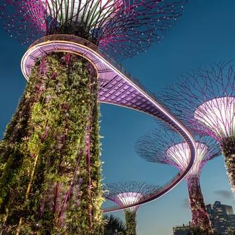 Walk along the super tree skywalk in Gardens by the bay, Singapore